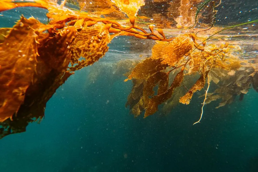 Seaweed floating in water.